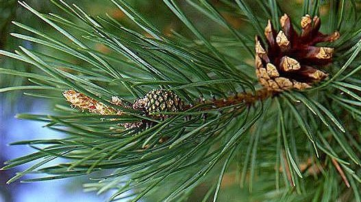 Ulei esential pin