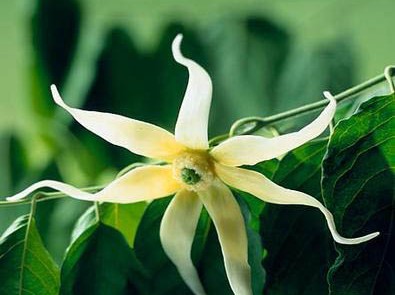 Ulei esential ylang-ylang